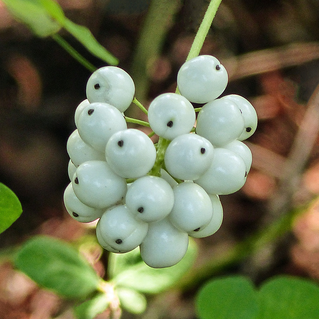 Baneberry, white berries