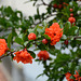 Lisbon, Flowering Branch of Pomegranate Tree