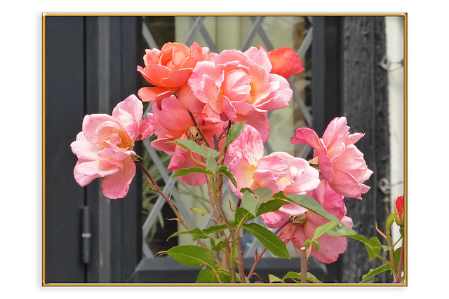 Salmon pink roses at Oak House, Seaford - 14.8.2018