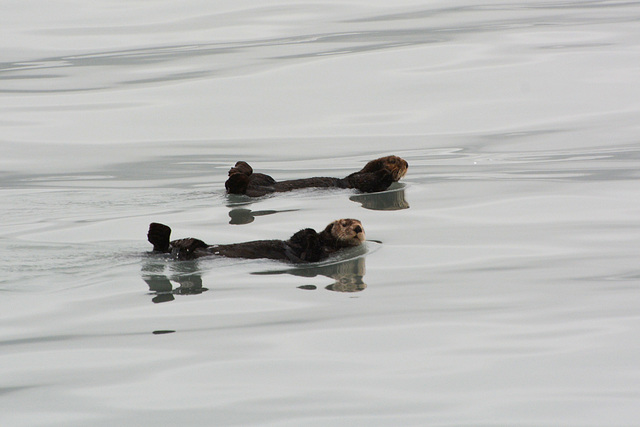 Alaska, A Pair of Sea Otters Crossing the Valdez Arm