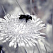 Bee visits dandelion