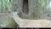 Whitetail deer visiting hollow tree