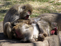 Macaque Grooming