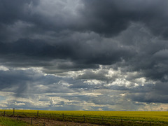 Storm clouds over Canola