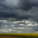 Storm clouds over Canola