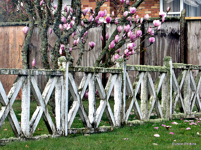 Magnolia Behind Fence