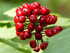 Baneberry, red berries