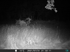 Game camera - coyote pup