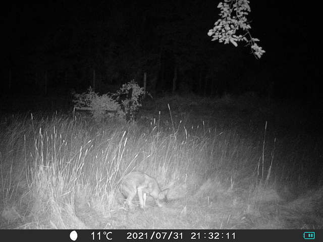 Game camera - coyote pup
