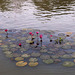 Thai water lilies / Nénuphars thaïlandais