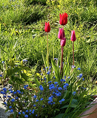 Tulpen und Vergissmeinnicht