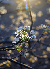Evening sunlight and Bradford Pear blossom and a Faerie