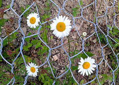 Oxeye daisy vs. wire