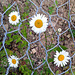 Oxeye daisy vs. wire