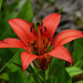 Wood Lily