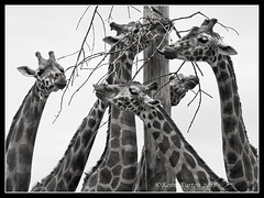 Giraffes at Lunch