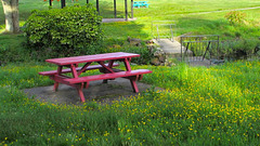 Bench In The Buttercups.