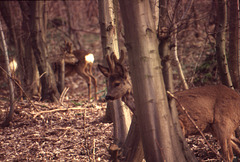 Deer Esneux b95 032