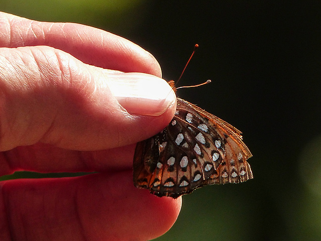 Northwestern Fritillary (?) butterfly in Black Diamond