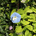 Morning glory (Heavenly blue) flower and Large White (Pieris brassicae) butterfly