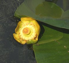 Fringed Water Lily