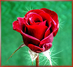 A 'brilliant' rose. I wish you all a wonderful weekend... ©UdoSm