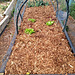 garlic bed just after planting