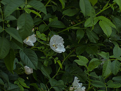 Blüten