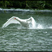white swan on take-off