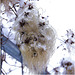 ... hiver en fleur ... (Plessis-Bouchard)