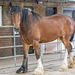 At Cotebrook shire horse centre