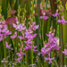 Orchids in the front yard Bog Garden