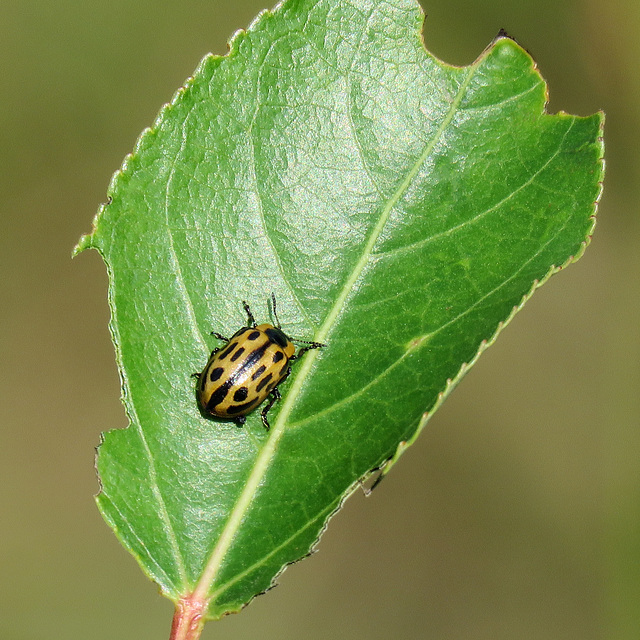 Cottonwood Leaf Beetle (I think)