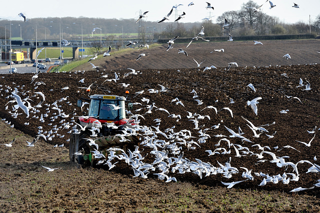 HFF gulls and plough by the M25