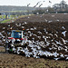 HFF gulls and plough by the M25
