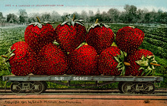 A Carload of Strawberries