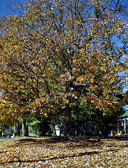 Fall Tree 2011