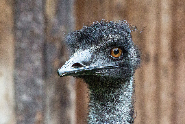 20160812 2233VRAw [D~ST] Emu, Zoo Rheine