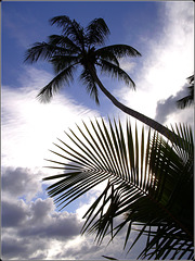 St.Lucia : un cielo tropicale -Botanical gardens