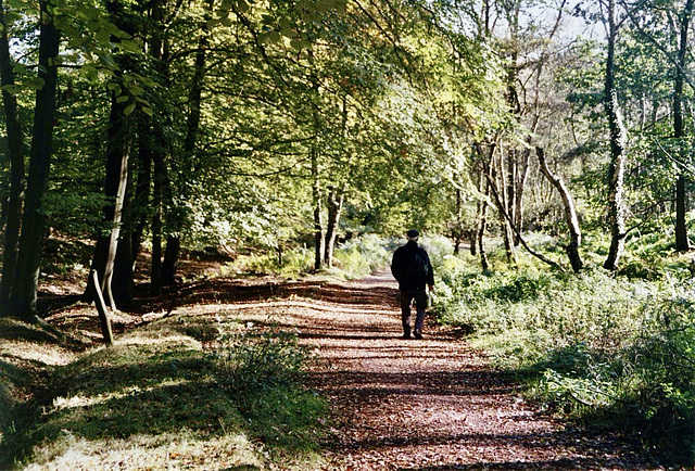 Woodland near Castle Ring, Cannock Chase.