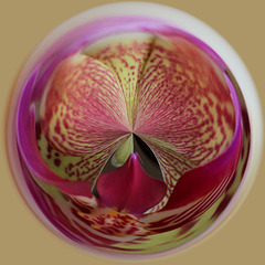 Orchid Orb