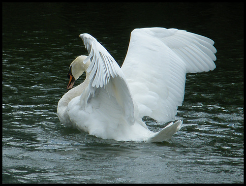 the wings of a swan