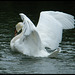 the wings of a swan