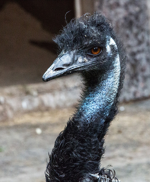 20160812 2234VRAw [D~ST] Emu, Zoo Rheine