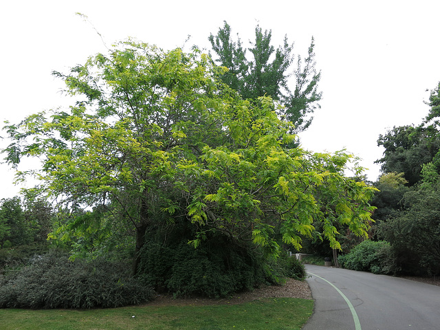 L.A. County Arboretum (0920)