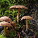 Honey Fungus Mushrooms