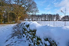Winter on East Ayton Moor (HFF everyone)