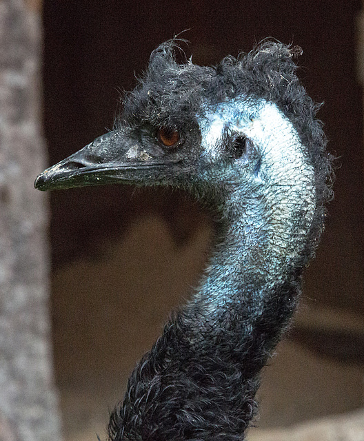 20160812 2237VRAw [D~ST] Emu, Zoo Rheine