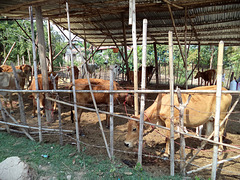Bamboo and cows / Vaches et bambou