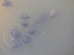 turtle herd